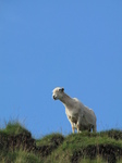 SX22849 Sheep on the lookout.jpg